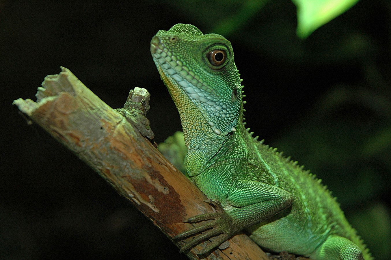 Grüne Wasseragame - Pflege, Lebenserwartung, Einrichtung und Preis