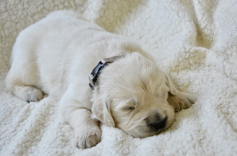 Ein Hundebett - einer der wichtigsten Punkte auf der Checkliste für einen neuen Welpen