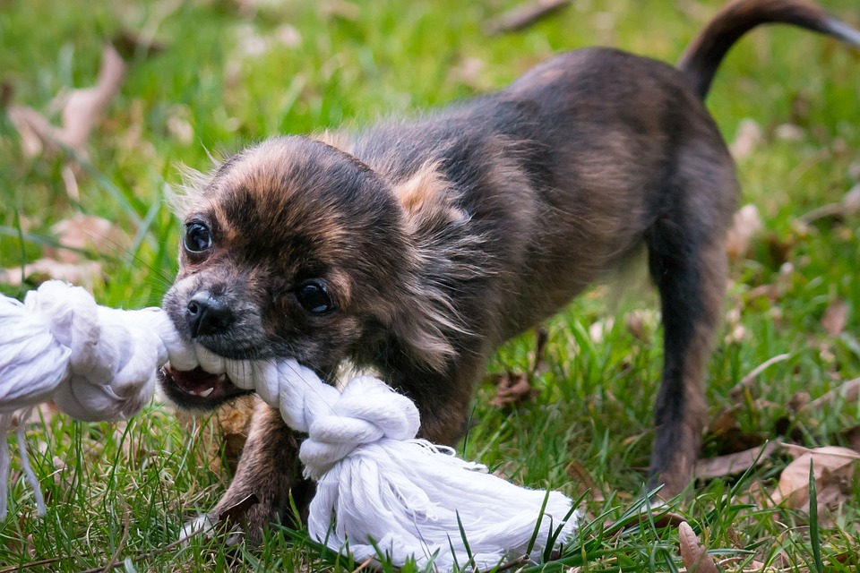 Zusätzlicher Welpenbedarf - eine Hundehütte