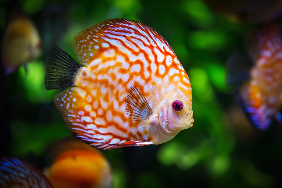 Guide de la pisciculture pour les débutants - Comment créer un aquarium?