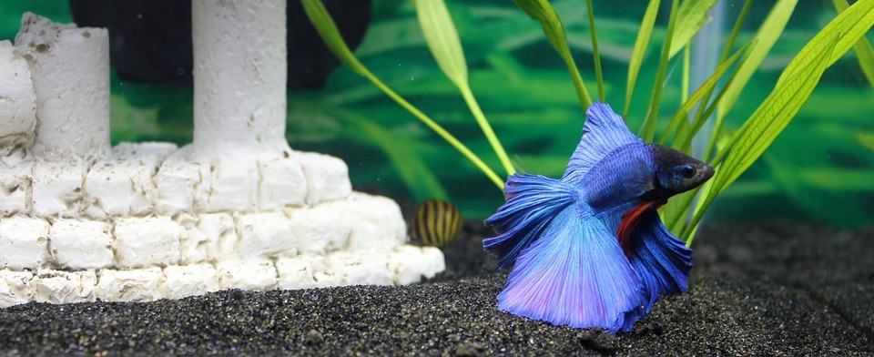 Comment mettre en place un aquarium?