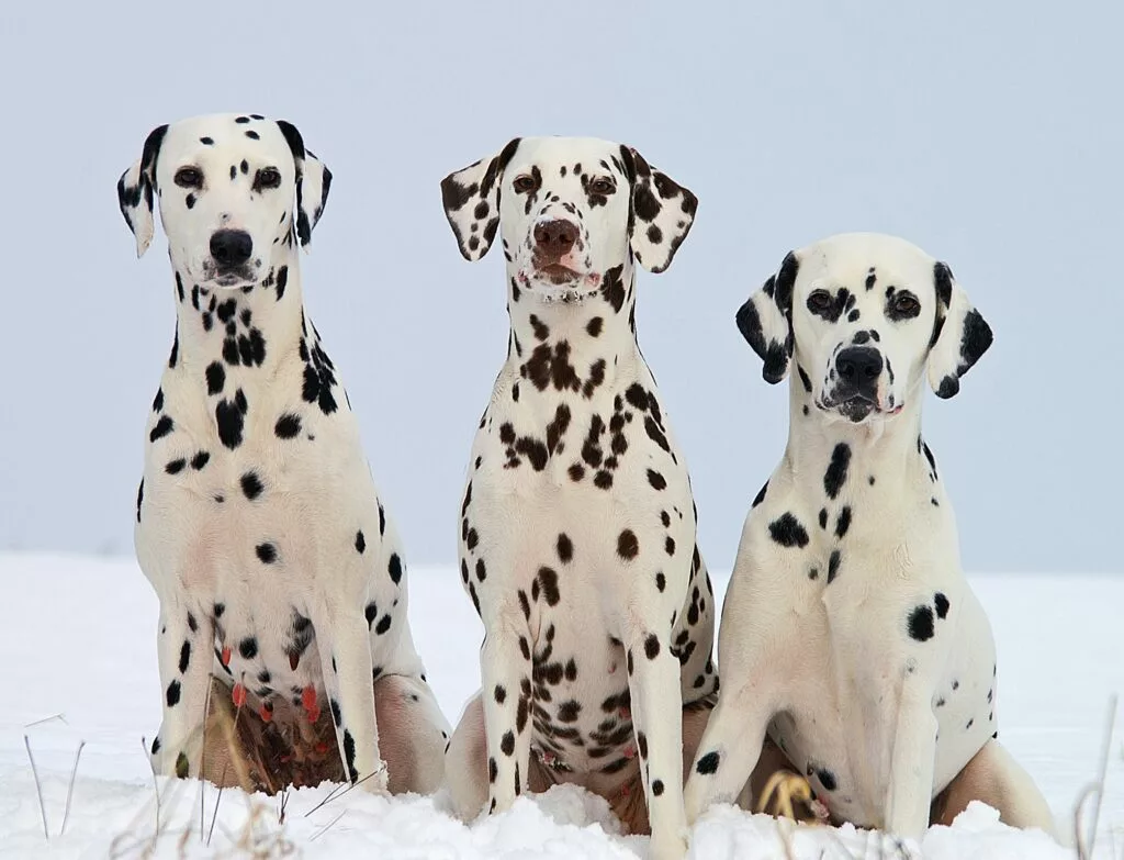 Le origini del cane dalmata