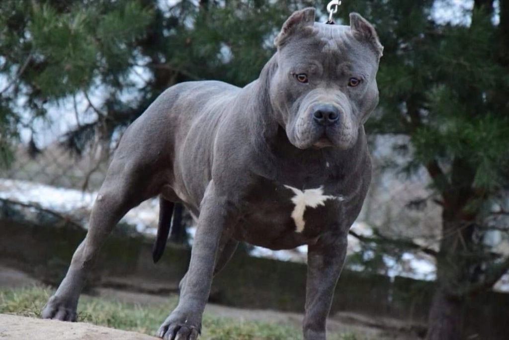 El Staffordshire bull terrier azul - dieta