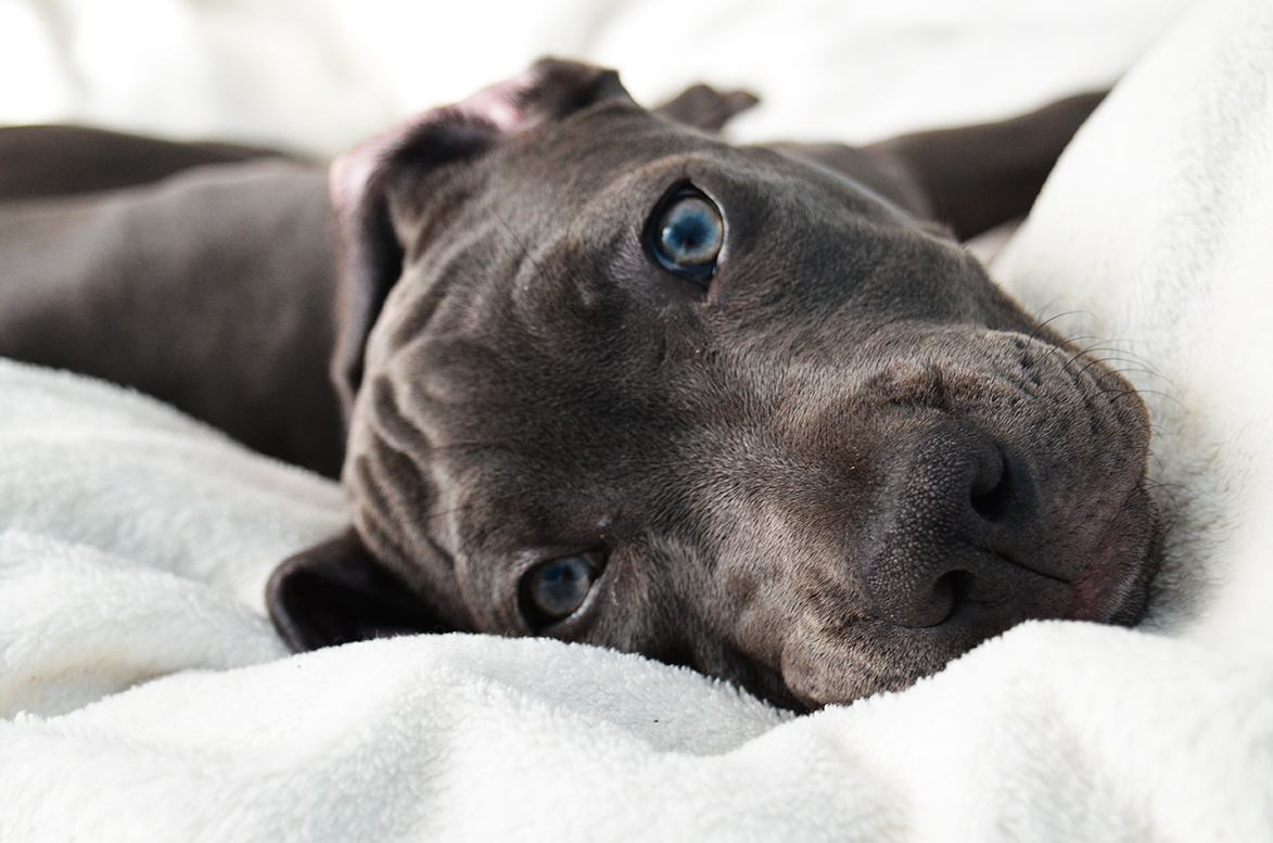 ¿De dónde procede el Staffordshire bull terrier?