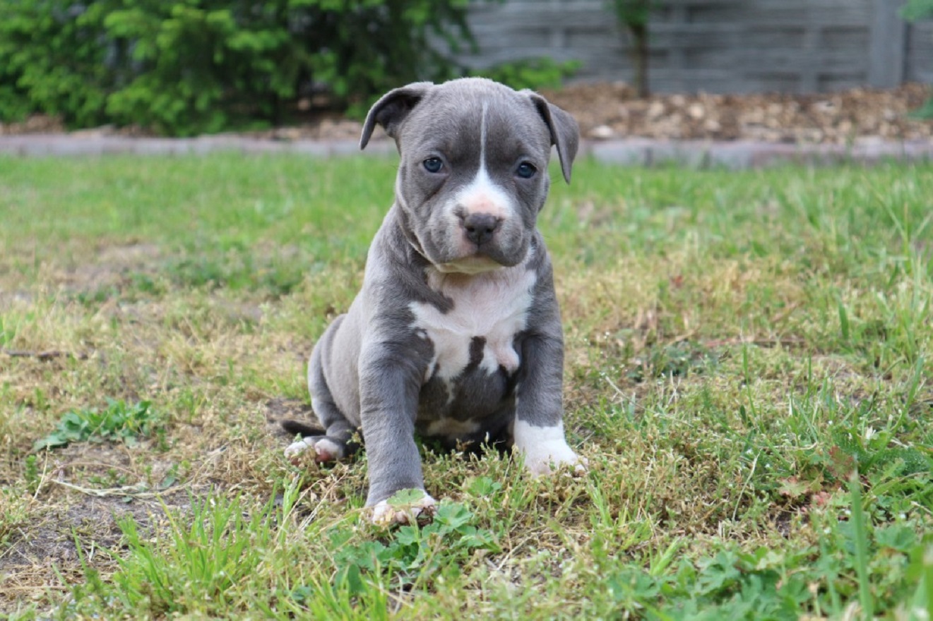 American Staffordshire Bull Terrier Blue - Carácter y Dieta