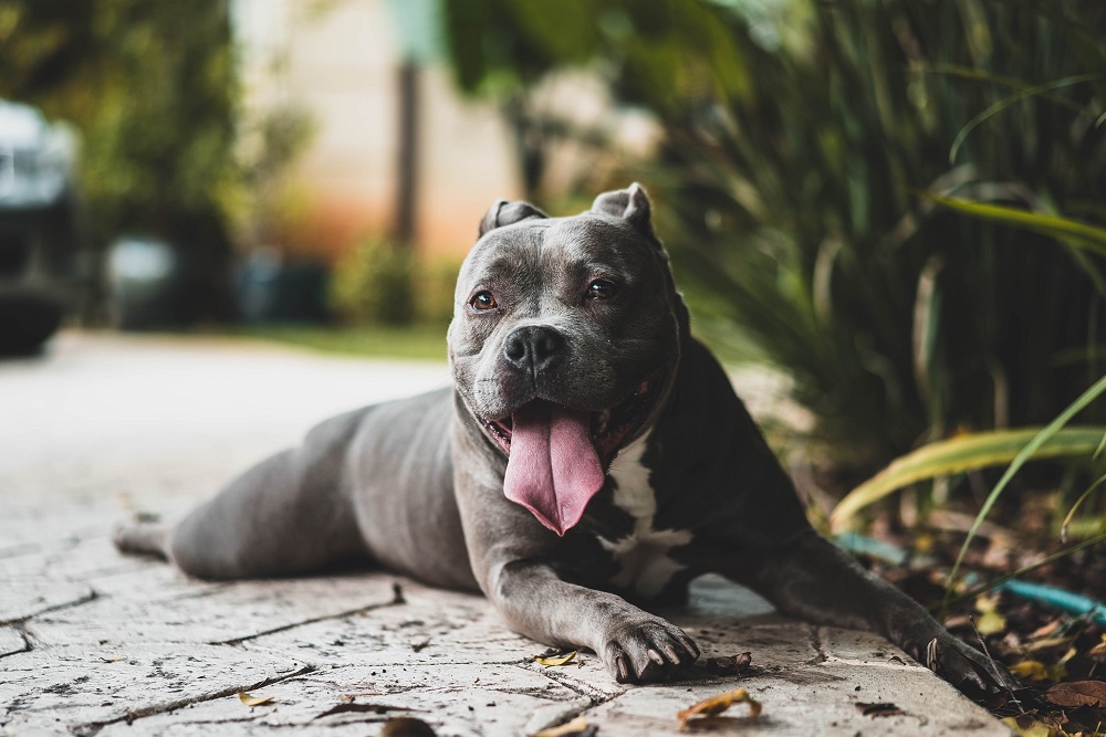 El perro amstaff azul: ¿para quién es la raza?