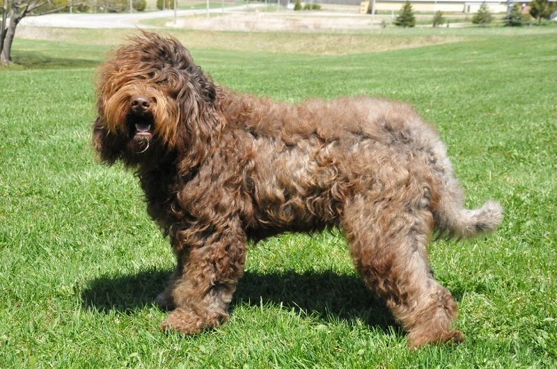 Quanto costano i cuccioli di Barbet?