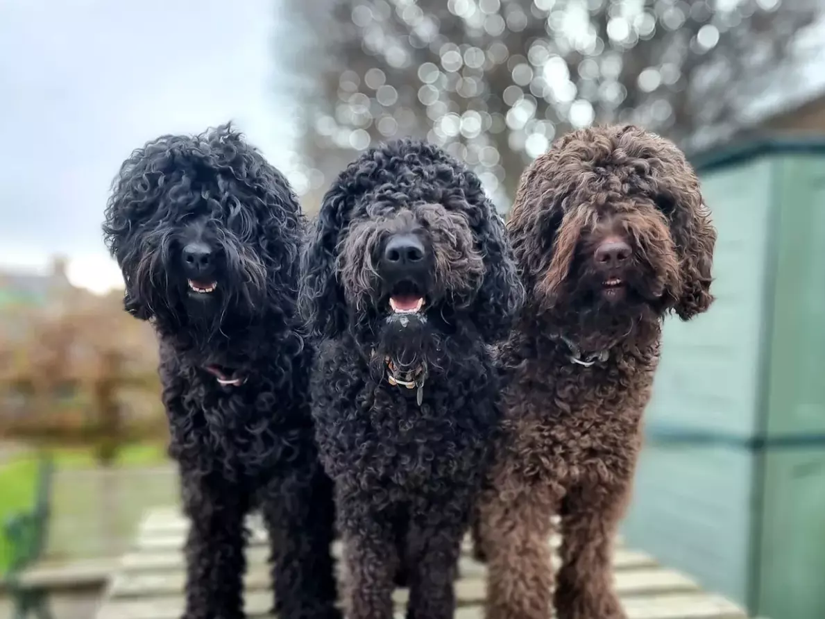 Barbet Hund- Alles was Sie über den Französischen Wasserhund Wissen Sollten