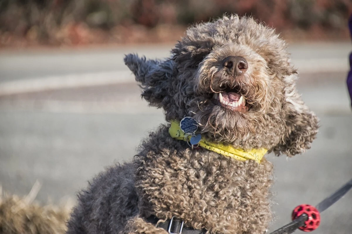 A quoi ressemble le chien Barbet ?