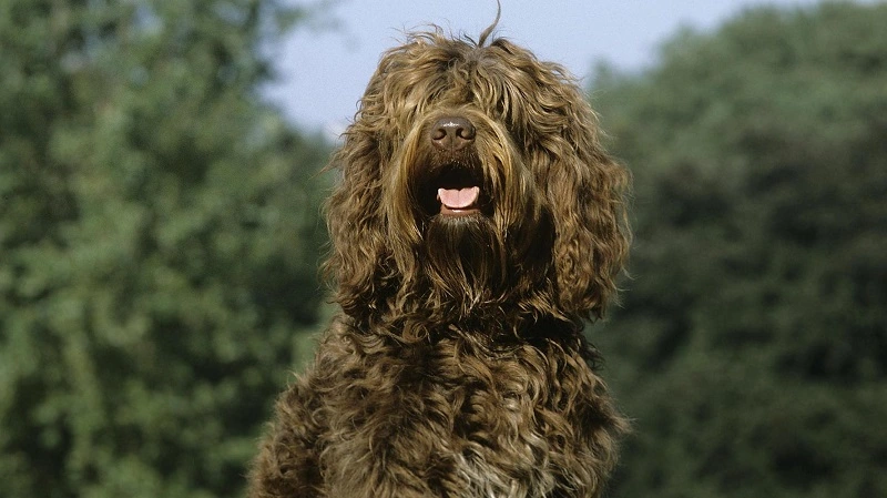 Le barbet - origine et histoire du chien