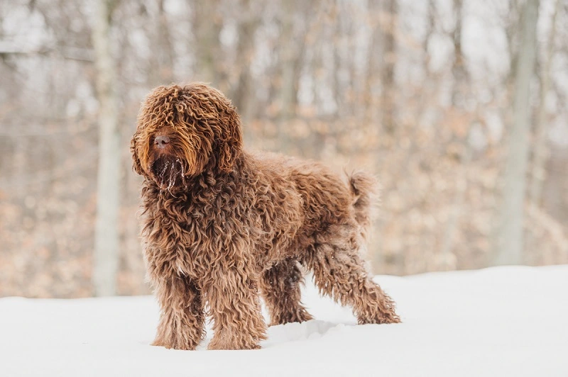 Les chiens Barbet ont-ils besoin d'un régime spécial ?