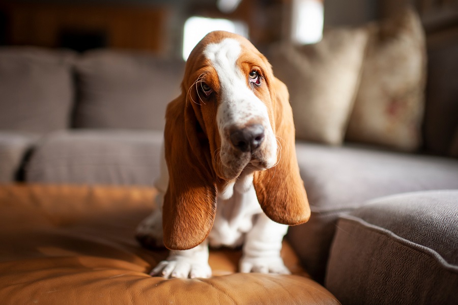 Basset - un perro de apartamento mediano