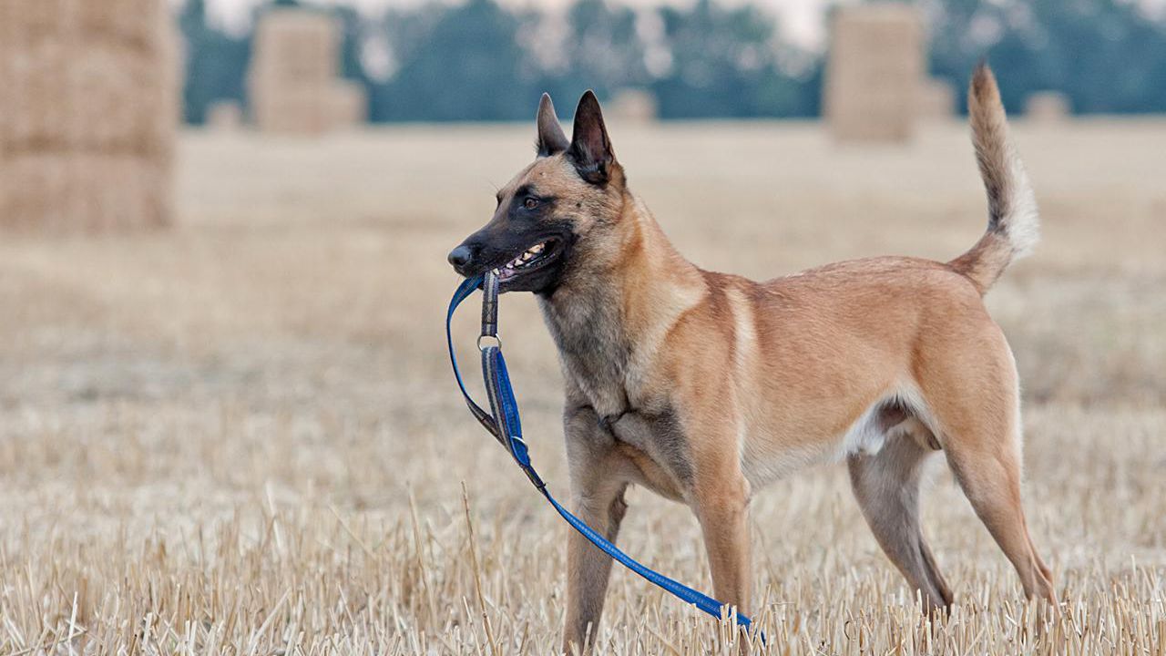 Belgian shepherd price