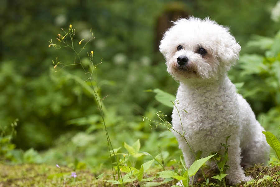 Bichón frisé - precio