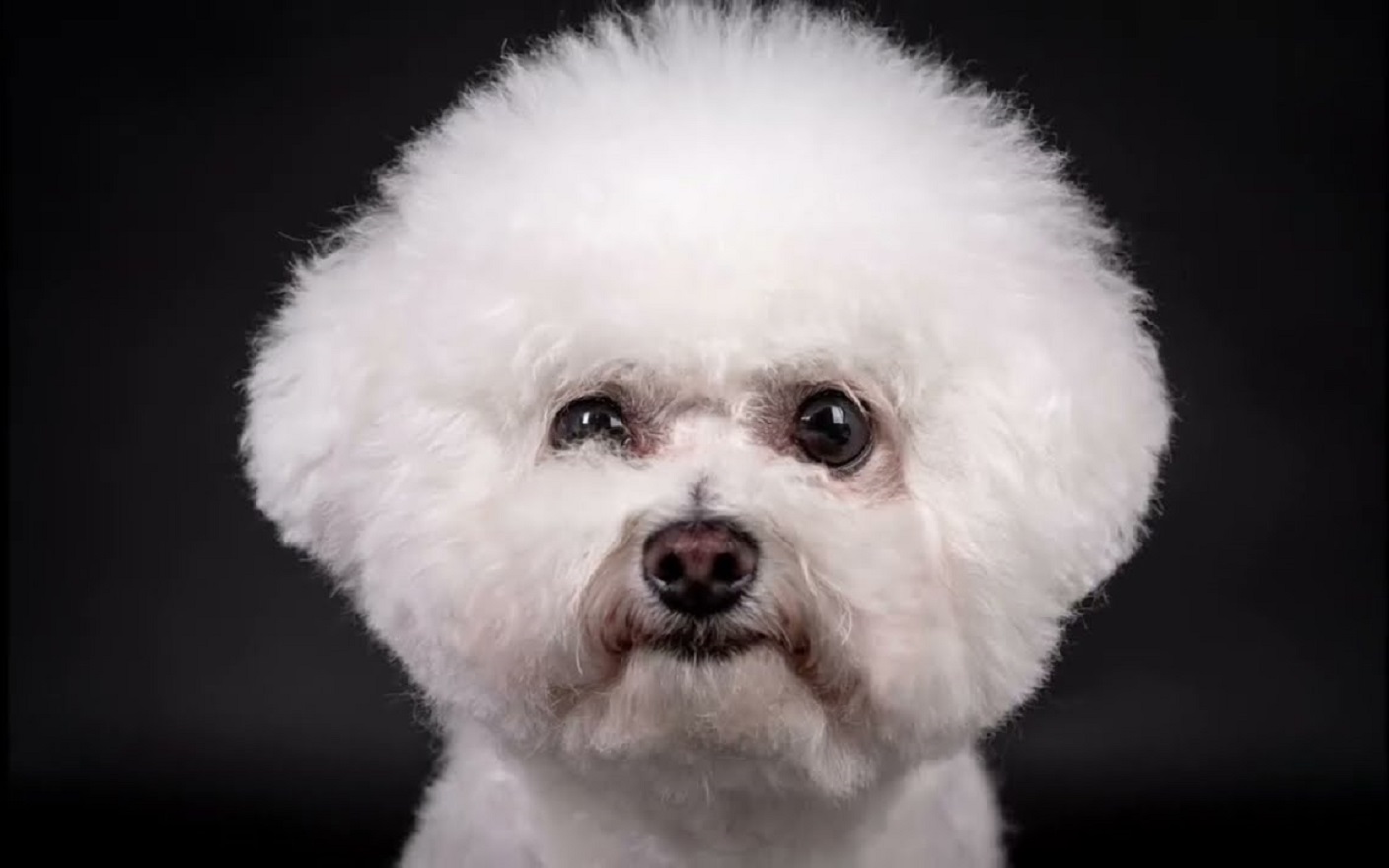 Bichon Frise - Erfahren Sie, wie Sie Bichons Frises Pflegen