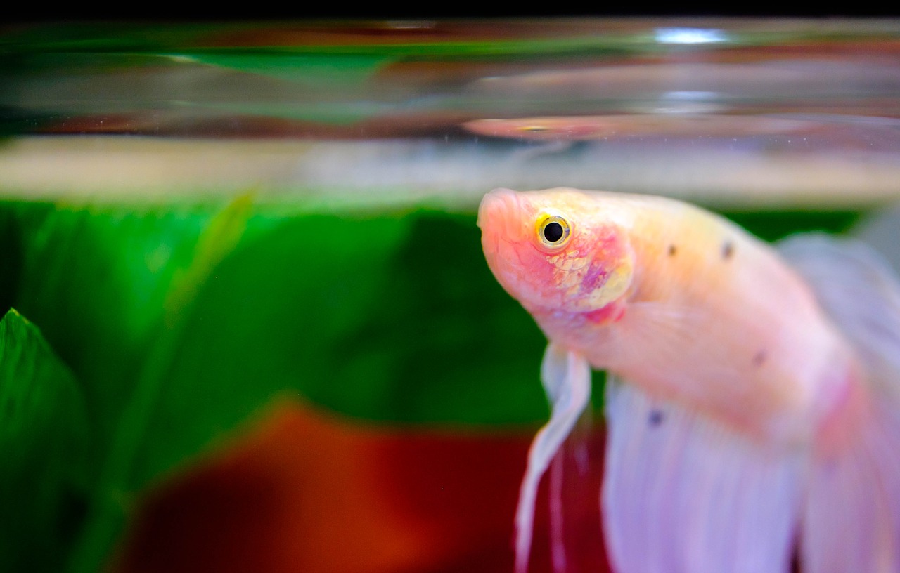 How to choose a Siamese fighting fish?