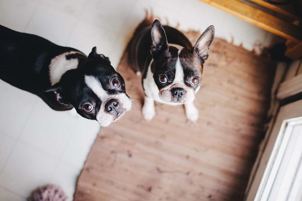 Wie viel kostet der Boston Terrier?