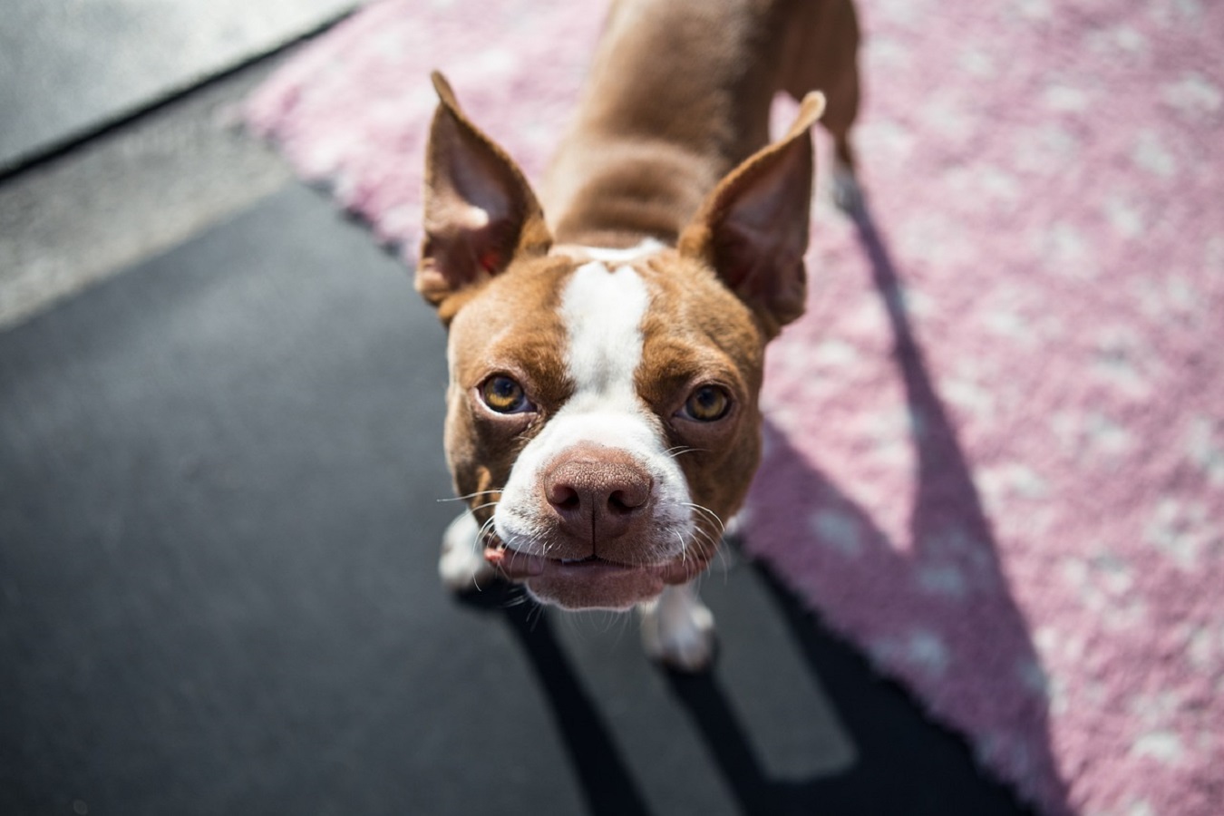 Boston Terrier - Größe, Temperament, Pflege und Krankheiten