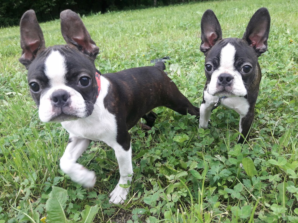 ¿Para quién es el Boston terrier?