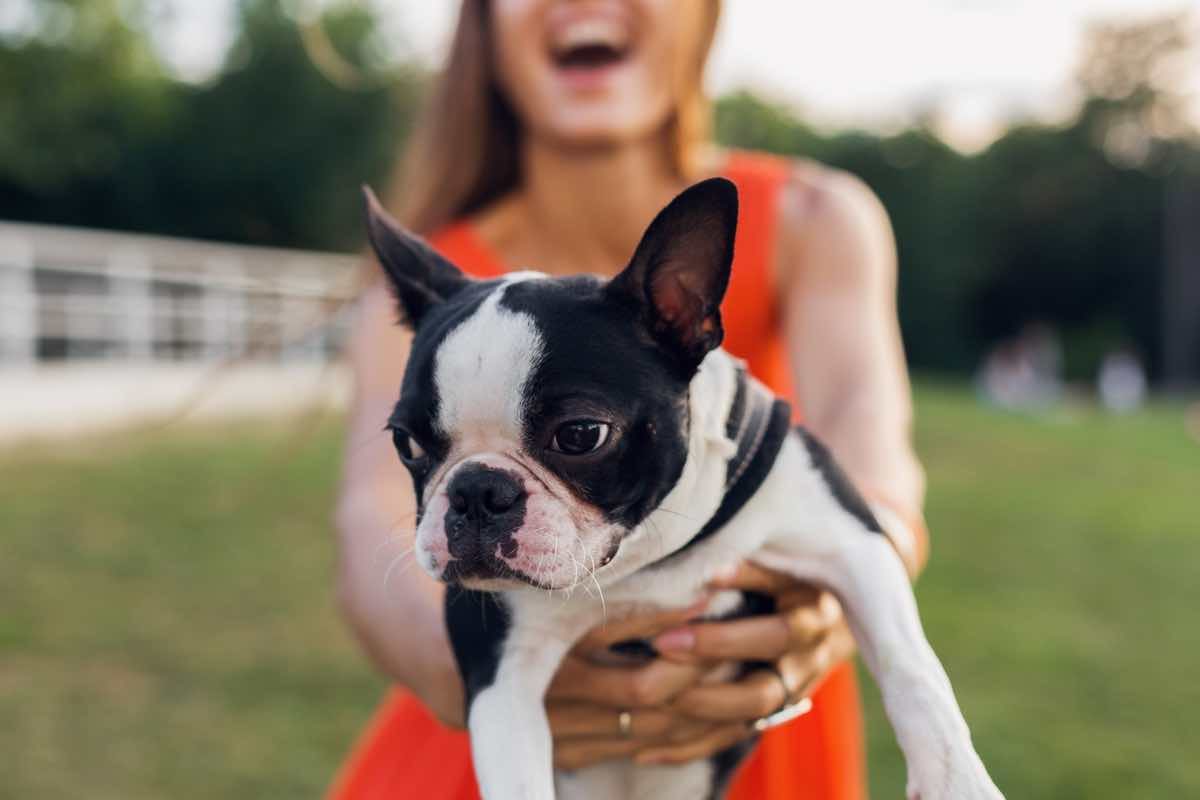 El Boston terrier: consejos básicos para su cuidado