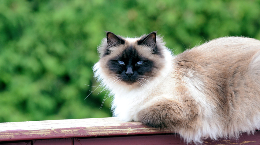 ¿Necesita el gato de Birmania una dieta especial?