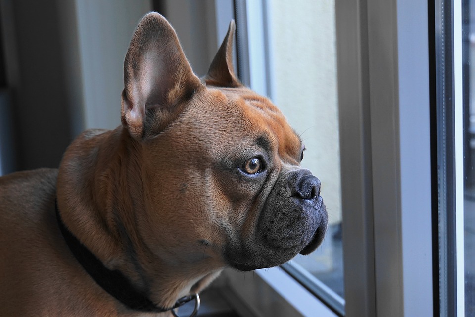 Bulldog francese - problemi di salute dei piccoli cani