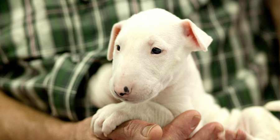 Wie viel kostet ein Bullterrier-Welpe?