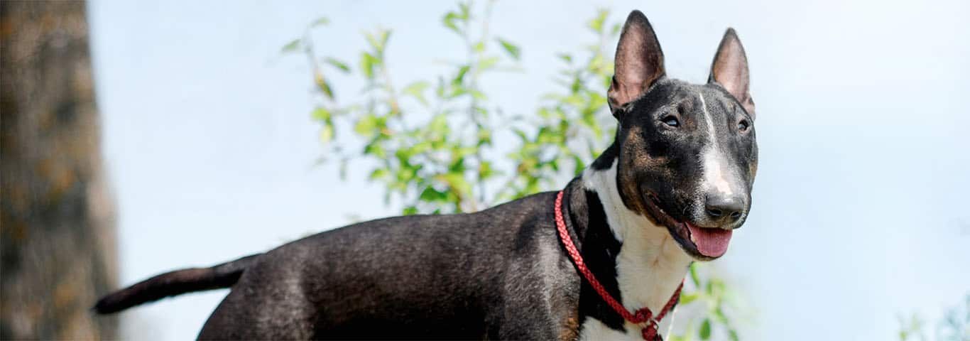 Der Bullterrier - Temperament