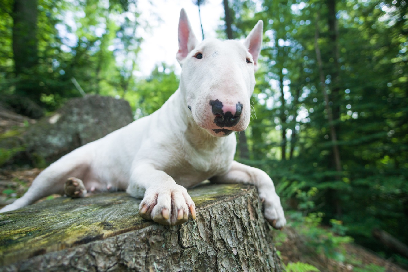 Bull Terrier Hunde - Temperament, Farben, Ausbildung, Bullterrier Pflege