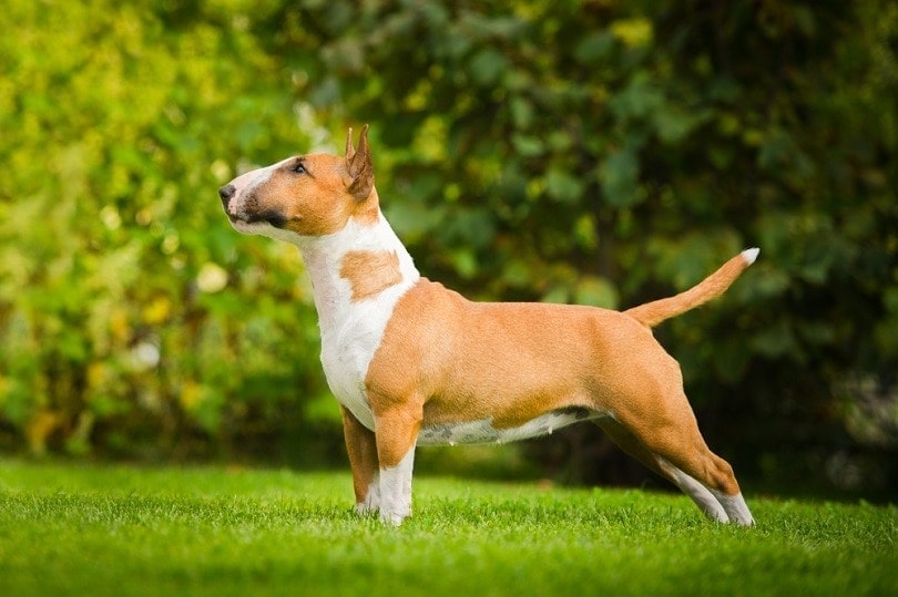 Der Bullterrier - was ist der Ursprung der Rasse?