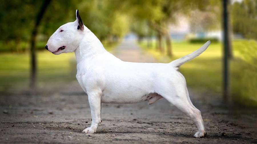 Vertragen sich Bullterrier mit anderen Tieren?