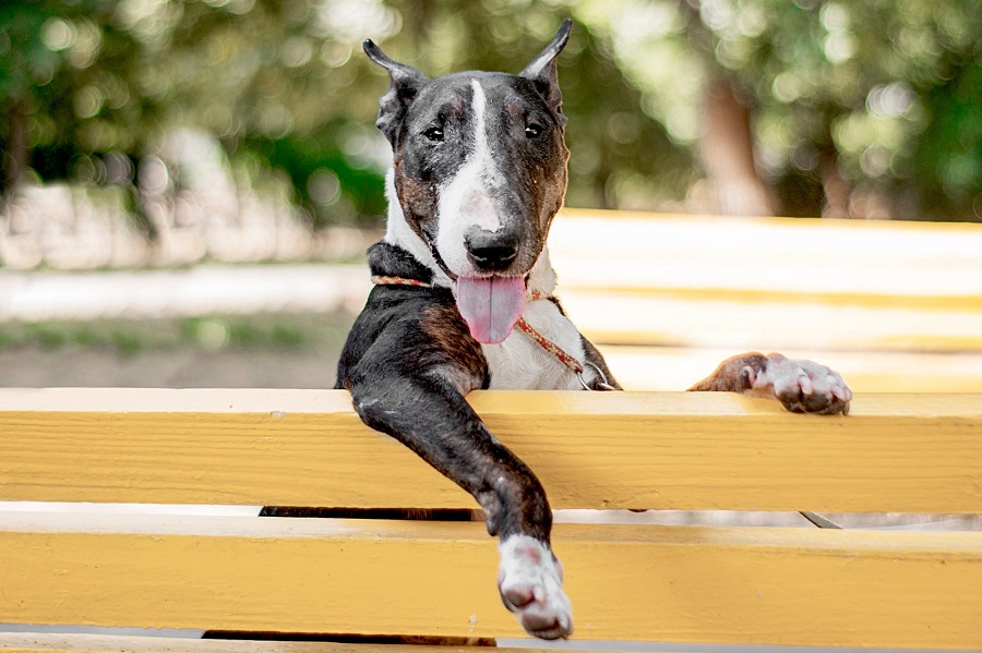 Der Bullterrier - Fütterung