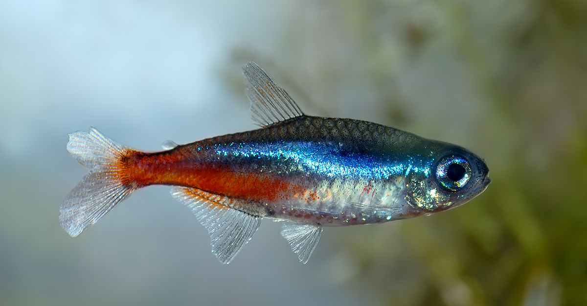 Neon tetra - una vera gemma nell'acquario