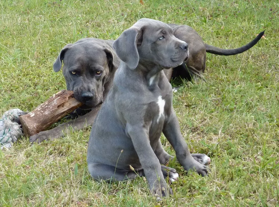 Cane Corso dogs – diet and feeding