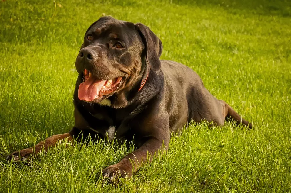 The Cane Corso puppies – price