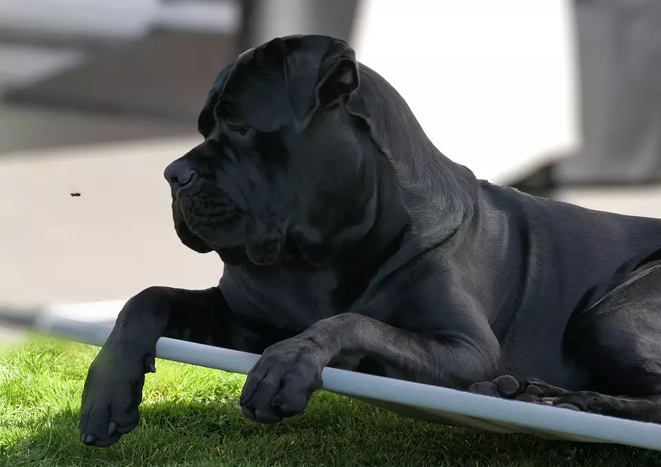 The Cane Corso – temperament