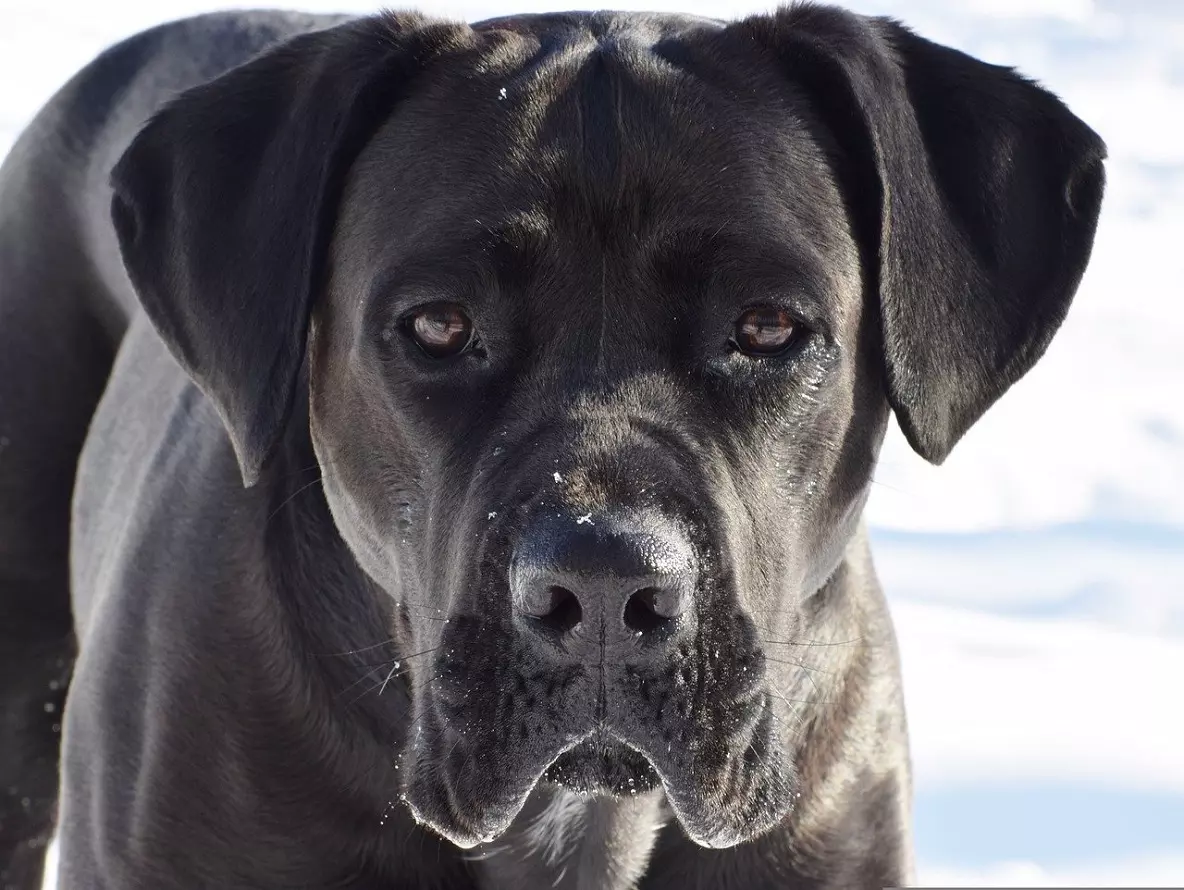 Der Grundlegende Leitfaden zum Cane Corso - Größe, Temperament, Fütterung, Pflege