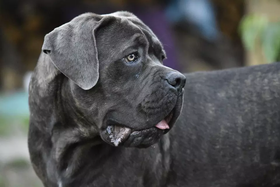 The origin of the Cane Corso