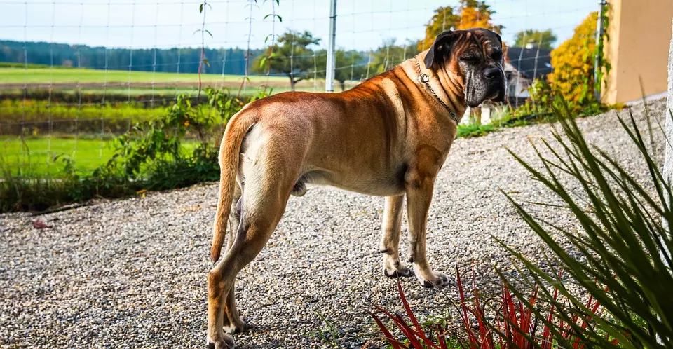 The Cane Corso – training