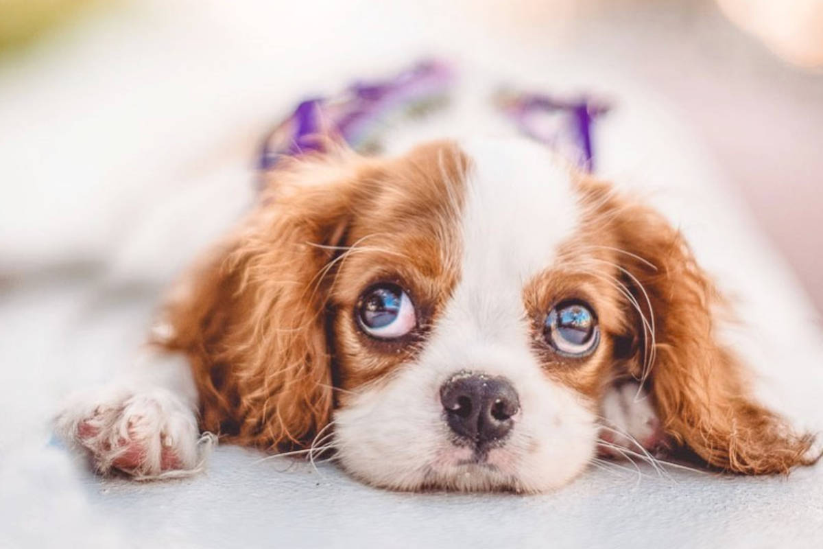 Cavalier King Charles Spaniel - uno de los mejores perros para apartamentos