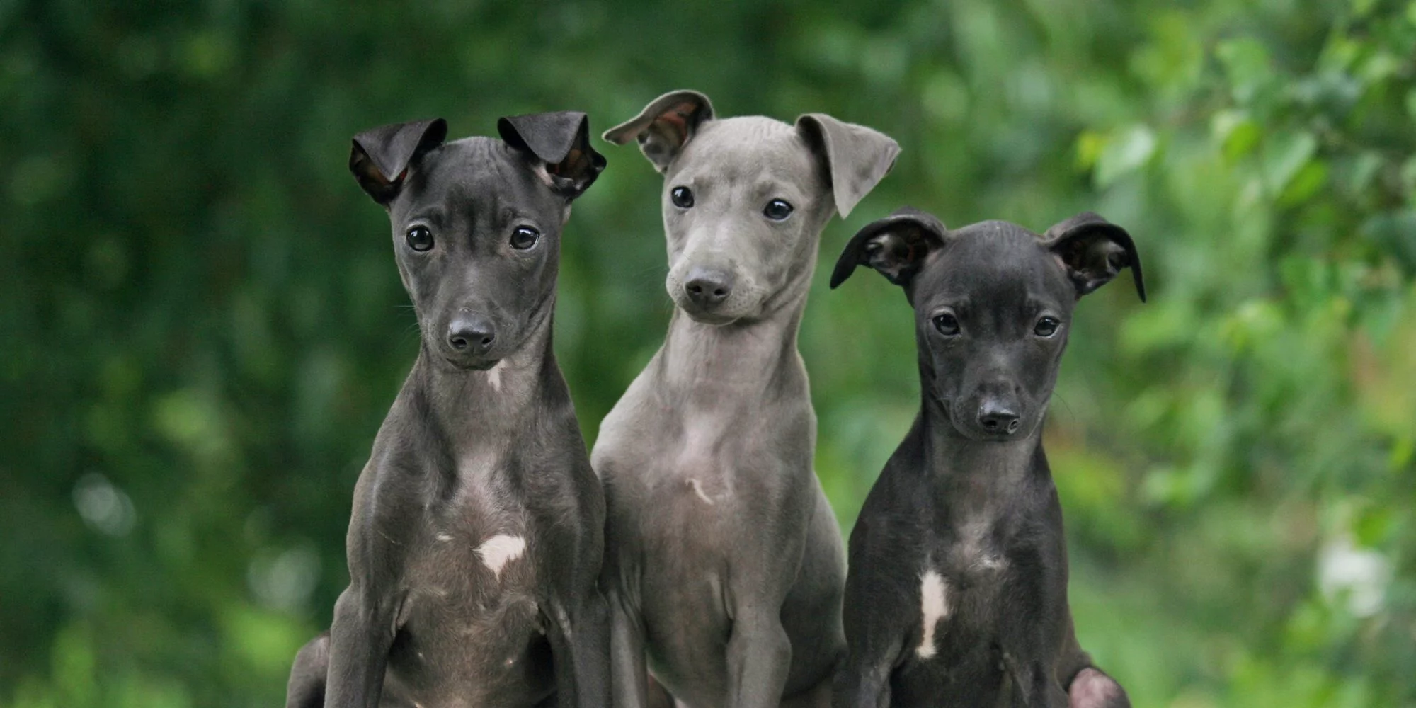 Braucht der italienische Windhund eine besondere Ernährung?