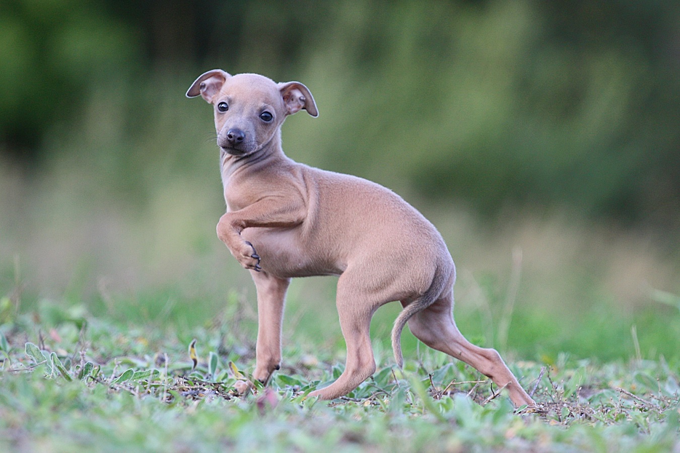 Italienischer Windhund - Größe, Preis, Temperament, Lebenserwartung