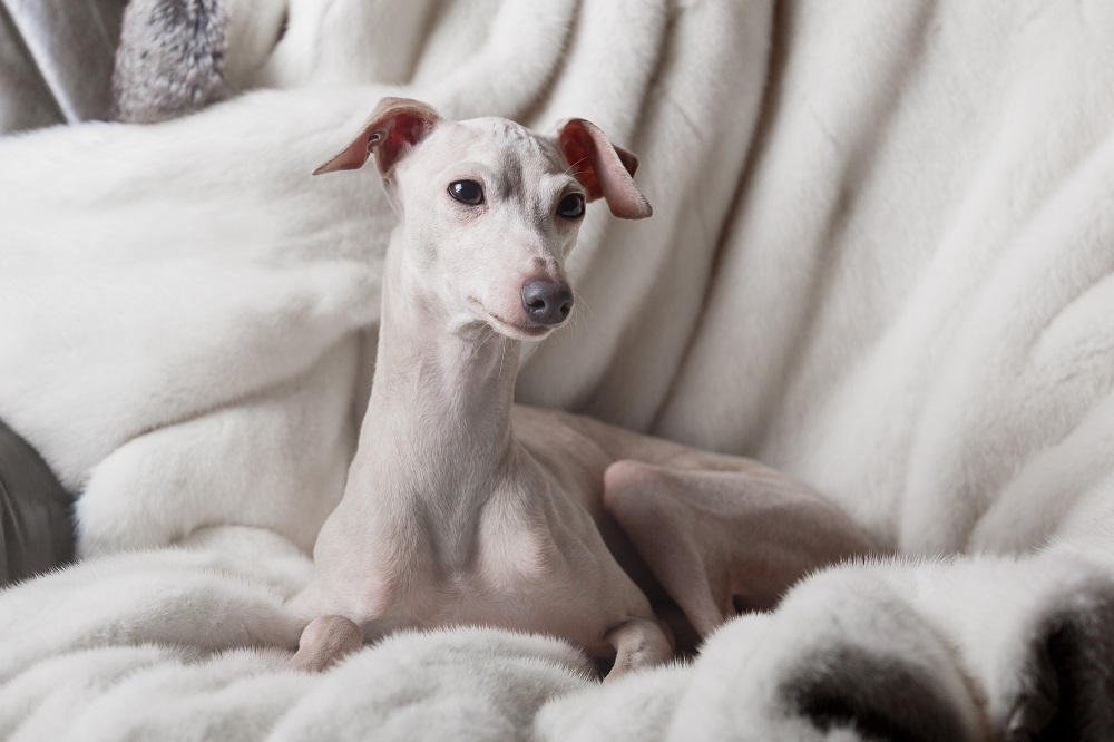 Wie sieht der italienische Windhund aus?