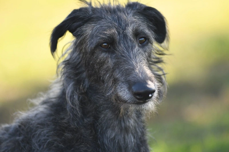 Le lévrier écossais – chiots et prix