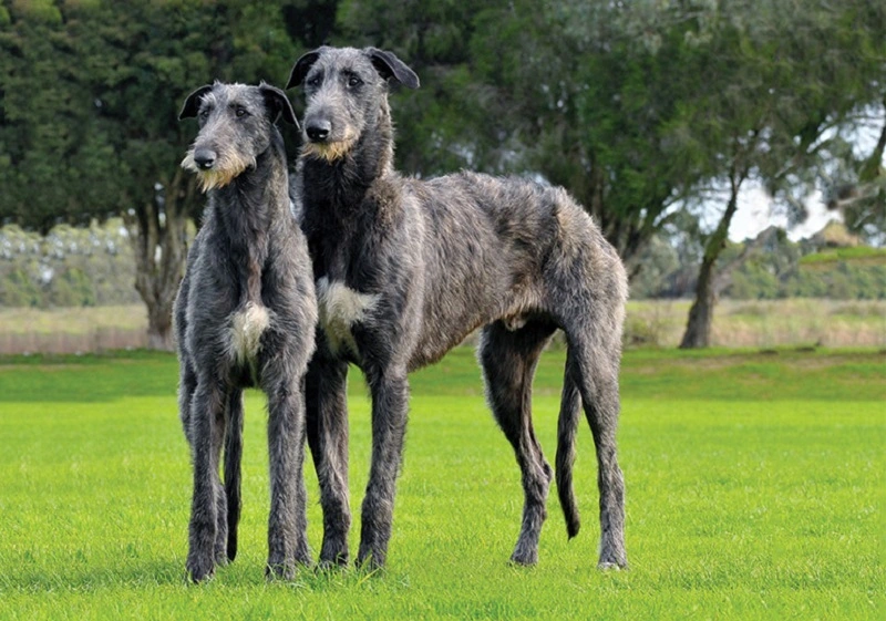 Is the Scottish deerhound prone to diseases?