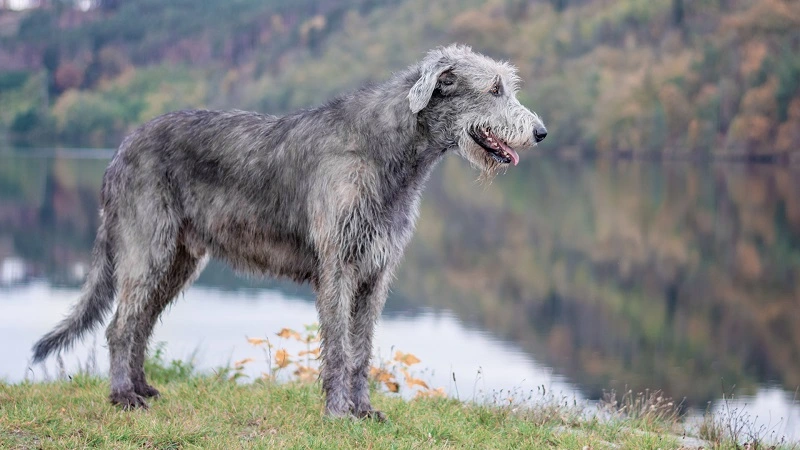 The Scottish deerhound – the history of the breed