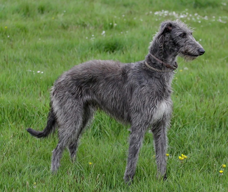 Does the Scottish deerhound need special feeding?