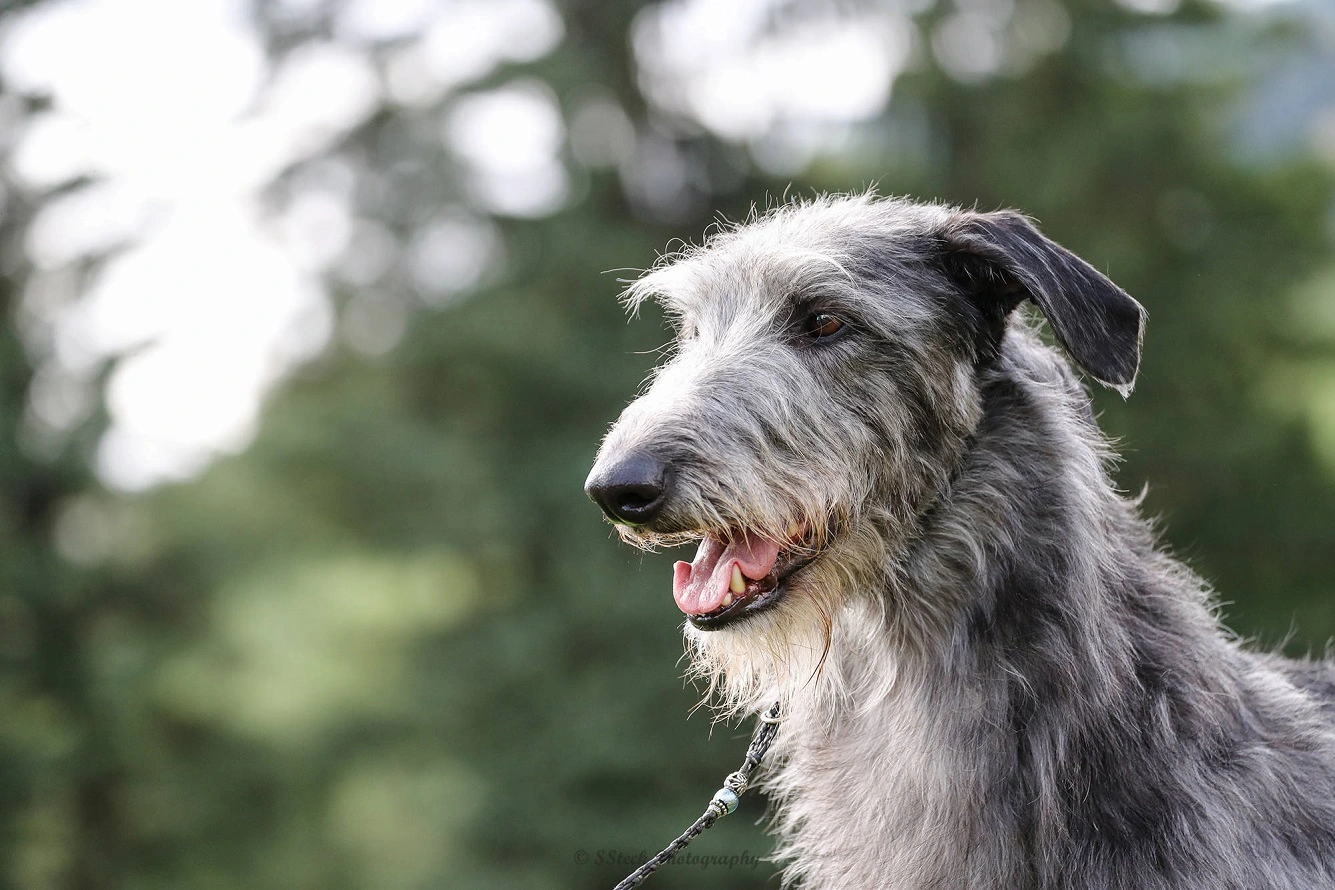 Schottischer Hirschhund - Fakten zur Rasse, einfache Pflegeanleitung, Preisinformationen