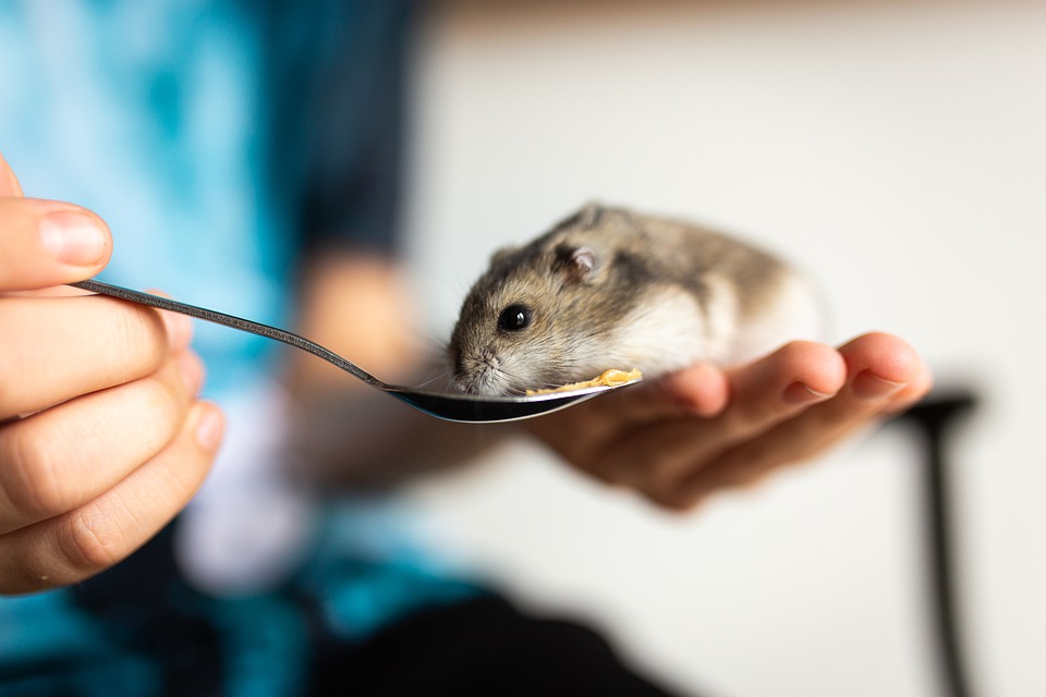 Wie viel kostet ein dsungarischer Hamster?