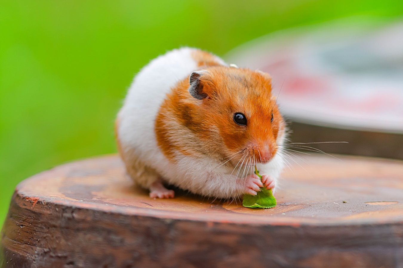 Goldhamster - Lebenserwartung, Farben, Käfiggröße und Pflegeanleitung